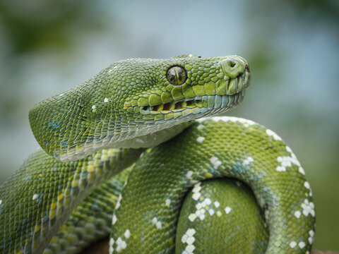 this gorgeous green tree python with yellow eyes and white spots is coiled beautifully against a soft blurred green background, 30 june 2026 Indonesia