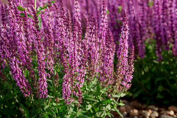 Fototapeta premium Pink salvia flower spikes in sunny garden
