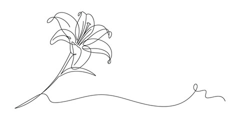 Continuous single line drawing of a beautiful lily flower © Alzin