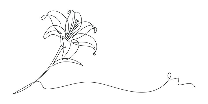 Continuous single line drawing of a beautiful lily flower