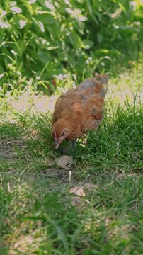 Brown chicken stands in grassy garden under soft daylight, framed by green foliage and blurred backdrops