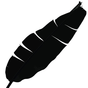 Black Feather Silhouette Closeup.