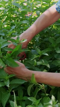 Close-up hands moving through lush green foliage with red pruning scissors, showing careful trimming hand