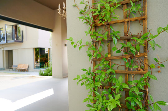 Vines growing on trellis near building entrance