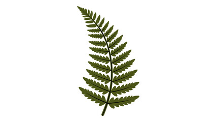 Single green fern frond on a white background. © Ambon
