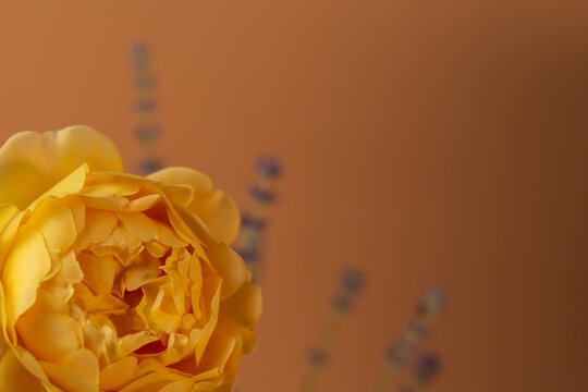 Yellow rose petals close up, soft floral macro texture and natural beauty concept