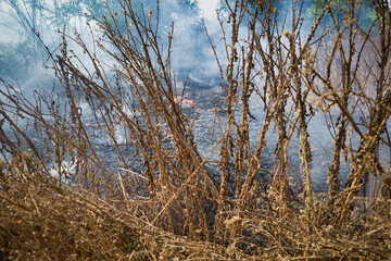 Obraz premium Wildfire smolders through dry brush and weeds