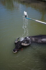 A buffalo bathes in a lake © Cavan