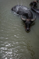 Two buffalos are swimming in a lake © Cavan