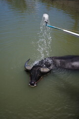 A buffalo cools off in the lake water. © Cavan