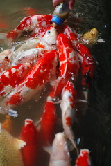 Goldfish feeding in a lake © Cavan