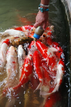 Goldfish eat from a bottle