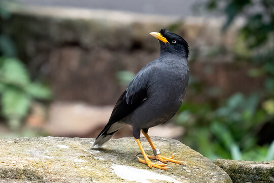 Javan myna standing in the rock