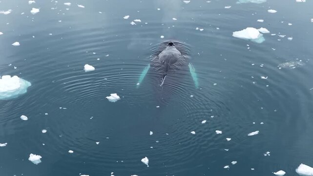 Majestic humpback whale swims and dives in icy sea