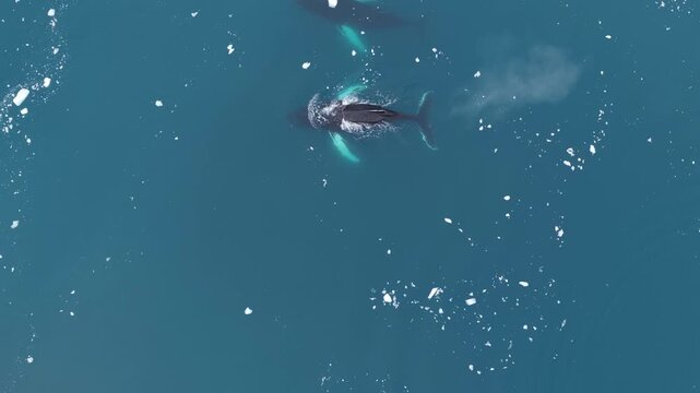 Aerial view of two humpback whales in icy water