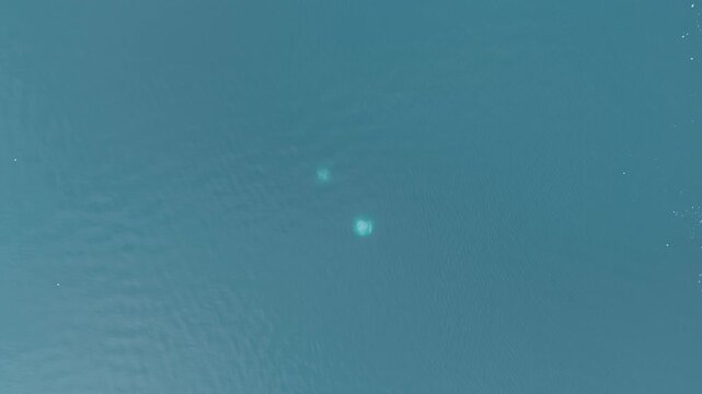 Two whales create bubble rings in blue ocean