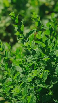 Dense herb leaves fill frame in bright daylight, with sharp foreground texture and soft blurred backdrop
