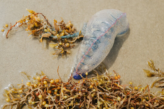Washed up Jellyfish Portuguese man o' war On the beach