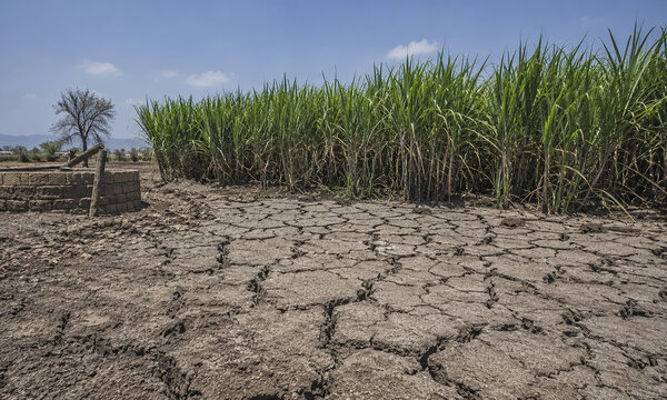 Sugarcane plantation beside drought cracked soil highlighting water scarcity
