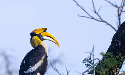Great hornbill (Buceros bicornis) bird perching on tree at forest. © Abhishek Mittal