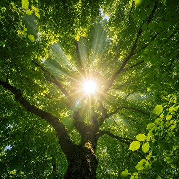Sunlight filtering through lush green tree leaves in a serene forest