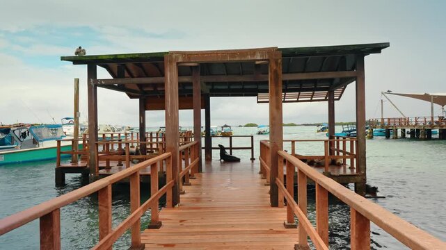 Covered walkway with sea lions at island marina. Central view along damp timber rails toward a resting pinniped, boats, and a roofed pier.
