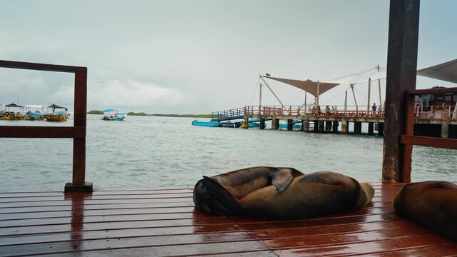 Sleeping sea lions on wooden deck by harbor. Curled pinnipeds rest on glossy planks framed by timber posts, railings, and an open-water jetty.