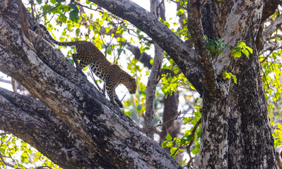 Fototapeta premium Leopard (Panthera pardus) on branch of tree at the forest.