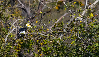 Oriental pied hornbill (Anthracoceros albirostris) bird perching on tree. © Abhishek Mittal