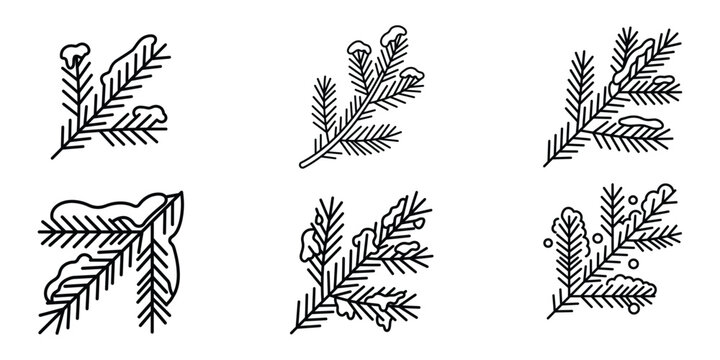 Black and white pine branches