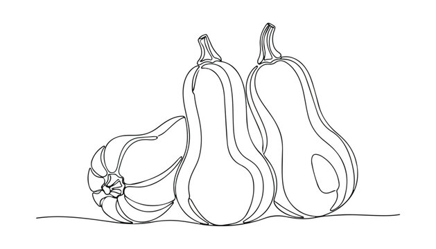 Continuous Simple black line art drawing set of Squash in a minimalist style on a white background.