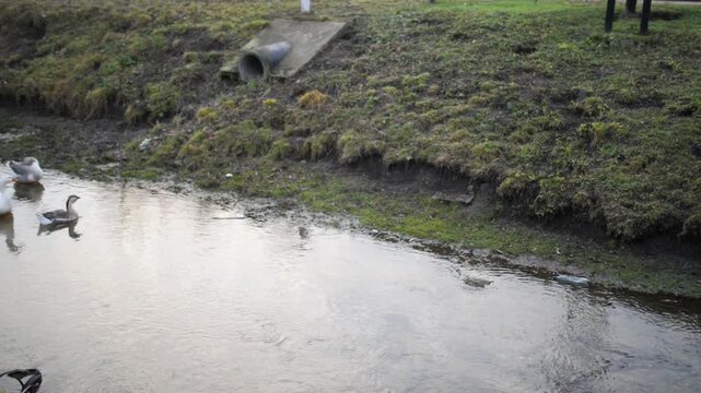 Little girl in red jacket stands on small bridge and looks at bathing geese.