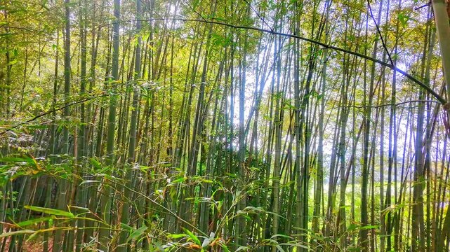 ドローンで撮る日本の風景　京都風な竹林の笹の葉の間をすり抜けるFPV映像