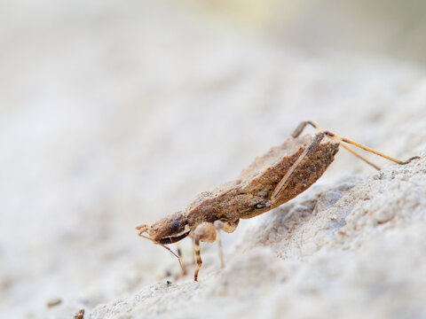 Oncocephalus genus bug (Killer bugs)