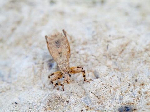Oncocephalus genus bug (Killer bugs)