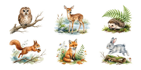 Obraz premium Watercolor Cute Woodland Animal and Forest Creature Clipart Set