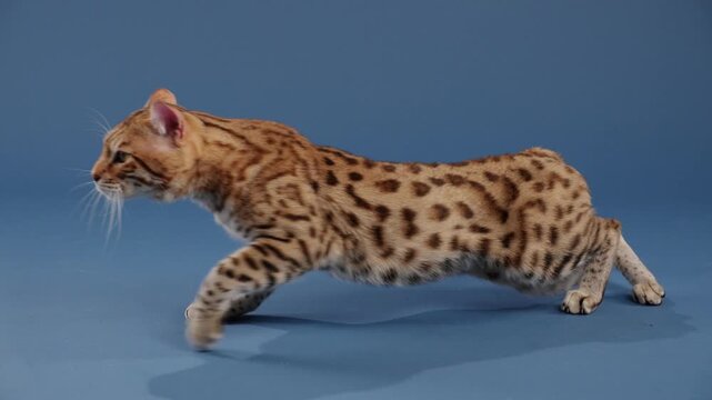 A Bengal cat lies stretched out against a soft blue backdrop. Its posture is calm and relaxed.