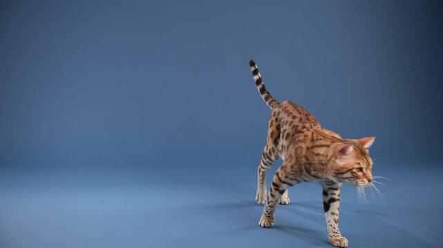 A Bengal runs after a suspended yellow toy mid-air. The cat's body is captured in mid-motion.