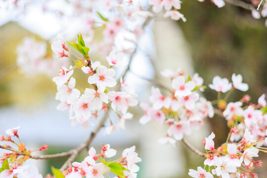 Beautiful Somei Yoshino Cherry Blossoms in Full Bloom, a Symbol of Spring in Japan