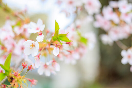 Beautiful Somei Yoshino Cherry Blossoms in Full Bloom, a Symbol of Spring in Japan