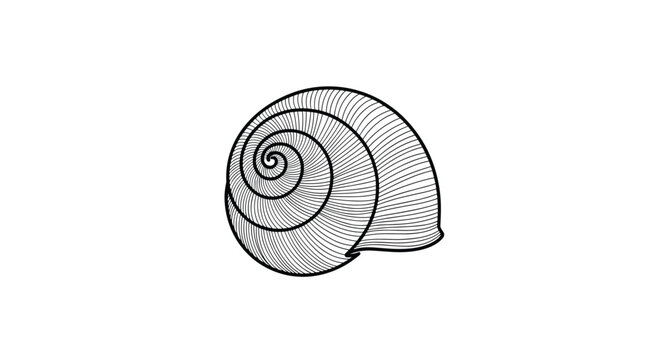 Hand drawn sketch of spiral snail shell in vintage engraving style, detailed line art isolated on white background.