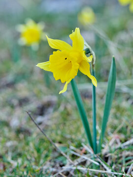 The Trumpet Narcissus: A Spring Wildflower