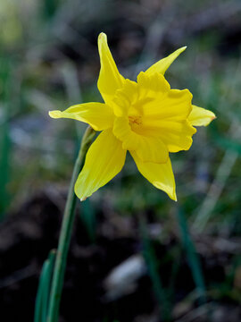 The Trumpet Narcissus: A Spring Wildflower