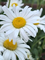 Fototapeta premium Dense white and yellow daisy flowers filling frame as vibrant floral background, summer garden nature texture concept