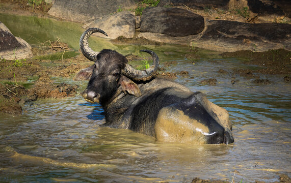 Close-up portrait of water buffalo in a pond, Yala National Park, Sri Lanka