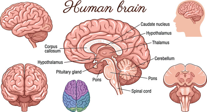 Educational vector illustration of human brain anatomy with labeled structures including cerebellum, hypothalamus, and pituitary gland cross section.