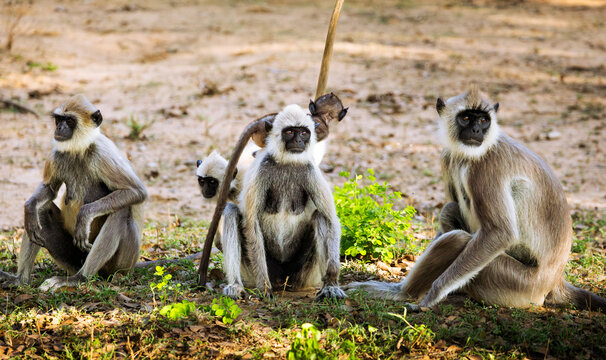 A tufted gray langur family with a playful young one in the Yala National Park, Sri Lanka