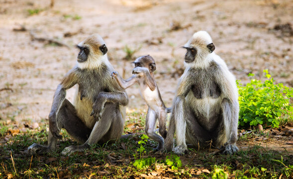 A tufted gray langur family with a playful young one in the Yala National Park, Sri Lanka