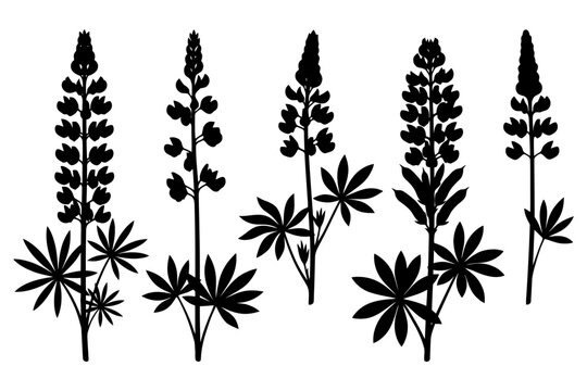 Silhouette of various lupine flowers with distinct petal and leaf patterns.