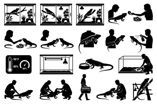 Iguana care guide: silhouette illustrations of feeding, habitat, and interaction.